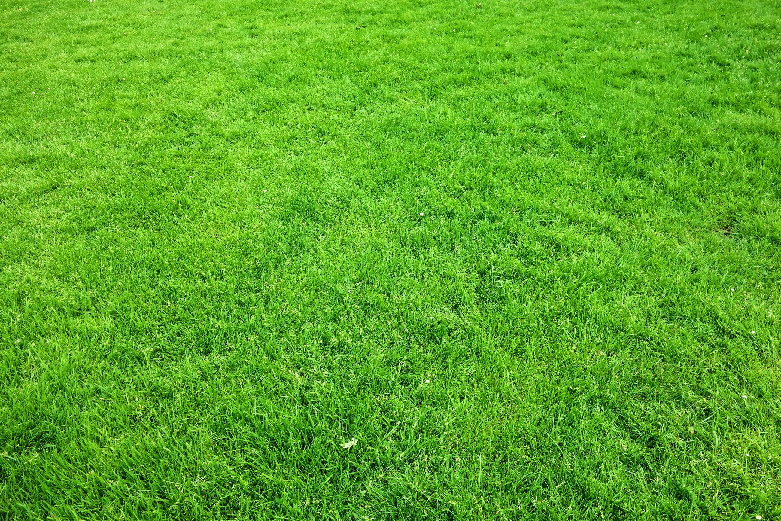 Green Grass Lawn